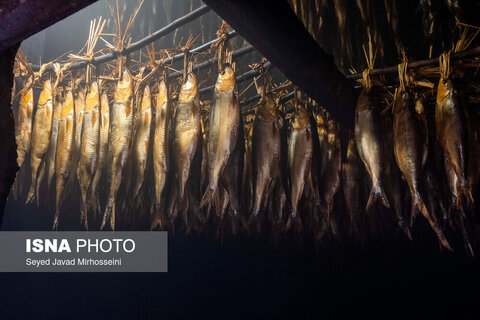 دودی کردن ماهی به روش سنتی