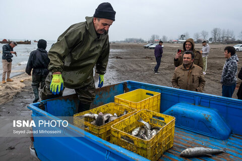 دودی کردن ماهی به روش سنتی
