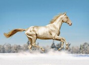 ببینید | زیباترین اسب جهان ایرانی است | رنگ خاص اسب آخال تکه را ببینید