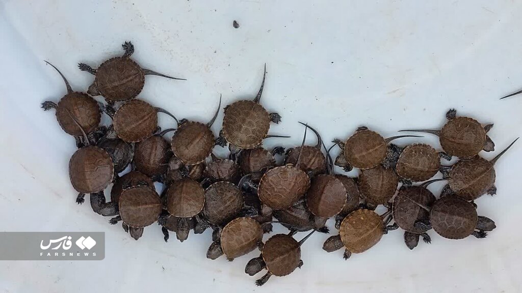 تصاویر | عجیب اما واقعی؛ تزئین سفره با چند موجود باورنکردنی!