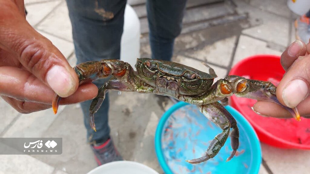 حضور چند موجود باورنکردنی در سفره هفتسین!