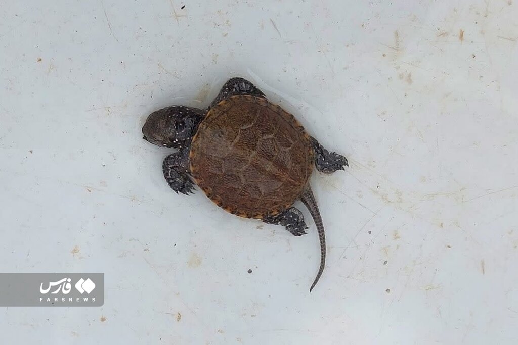 تصاویر | عجیب اما واقعی؛ تزئین سفره با چند موجود باورنکردنی!