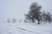ببینید | اولین برف زیبای بهاری در استان فارس