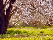 ببینید | تصاویر بی‌نظیر از شکوفه‌های بهاری مهارلو