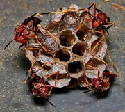 تصاویری شگفت‌انگیز از لانه‌سازی زنبور گاوی