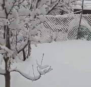 ببینید: برف اردبیل را هم سفیدپوش کرد