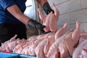 نرخ مصوب هرکیلو مرغ زنده و گرم اعلام شد |  عرضه مرغ گرم با نرخ ۱۵۰ هزارتومان گرانفروشی است