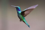ببینید | پرنده‌ای شگفت‌انگیز که در یک دقیقه ۶۲ بار رنگ عوض می‌کند!