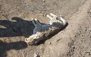 تلف شدن یوزپلنگ ماده در تصادف با خودرو | این جاده قتلگاه یوز ایرانی است | یوز تلف‌شده باردار بوده؟