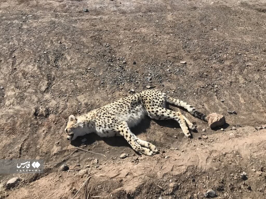 تصاویر تلخ یوزپلنگ تلف شده در سمنان | این یوزپلنگ بالغ و ماده بود؛ بارداری یوز تایید شد؟
