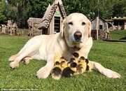 عکس | این سگ پیر پدرخوانده ۹ جوجه اردک شده است