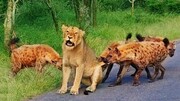 ببینید | تلاش شیر پیر برای فرار از دست کفتارهای گرسنه | شیر زنده می‌ماند یا کفتارها پیروز می‌شوند؟