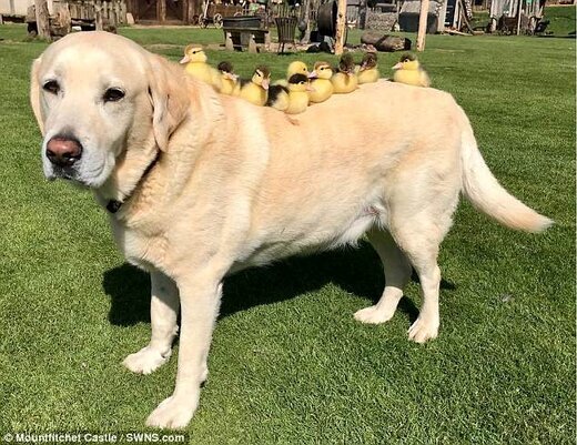 عکس | این سگ پیر پدرخوانده ۹ جوجه اردک شده است