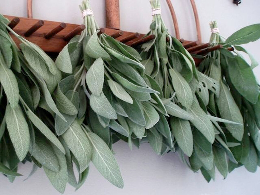 معرفی ۱۰گیاهی که حکم مسکن دارند