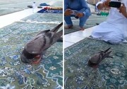ببینید | رفتار حیرت انگیز یک کبوتر در مسجد!