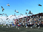 زیباترین کبوتران جهان را ببینید | کبوتری که مسابقه سرعت کبوتران نامه‌رسان ۲۰ میلیارد تومان قیمت خورد
