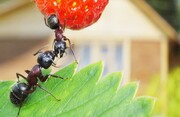 دوستی عجیب ۶۰ میلیون ساله | نقش گیاهان گل‌دار در تکامل مورچه‌ها
