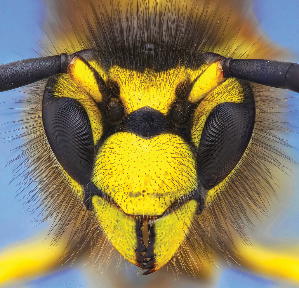 Какая голова пчел. Пчела Макросъемка. Шмель Макросъемка. Глаза шмеля. Осы.