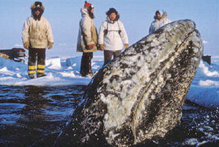 ملاقات با غول خوشقلب دریاها