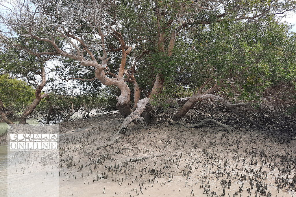 ببینید | وارمی؛ جزیرهای خارقالعاده که در آب ناپدید میشود | بزرگترین جنگل حرای خاورمیانه اینجاست | جنگل دریایی که ابوعلی سینا در آن پا گذاشت