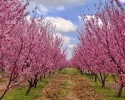 ببینید | شکوفه‌های شگفت‌انگیز درختان هلو در سپیدان