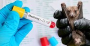 شیوع ویروس خطرناک ماربورگ در ۲ کشور آفریقایی | ۶ کشور عربی از اتباع خود خواستند به این کشورها سفر نکنند