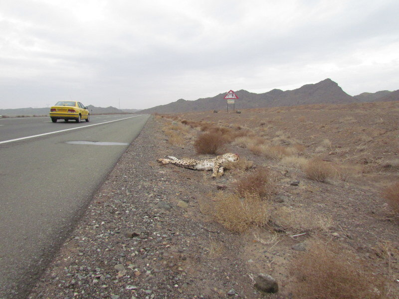 عوامل مهم کشته شدن یوزها در قتلگاه یوزپلنگ آسیایی؛ خود یوزها هم مقصرند؟! | این عوامل زیستگاه یوزها را ناامن کرد | چگونه تلفات جاده ای به صفر میرسد؟