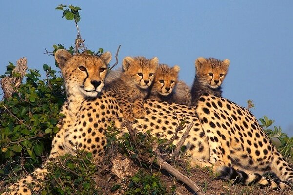 عوامل مهم کشته شدن یوزها در قتلگاه یوزپلنگ آسیایی؛ خود یوزها هم مقصرند؟! | این عوامل زیستگاه یوزها را ناامن کرد | چگونه تلفات جاده ای به صفر میرسد؟