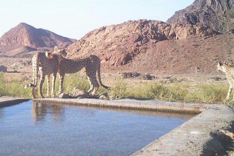 عوامل مهم کشته شدن یوزها در قتلگاه یوزپلنگ آسیایی؛ خود یوزها هم مقصرند؟! | این عوامل زیستگاه یوزها را ناامن کرد | چگونه تلفات جاده ای به صفر میرسد؟