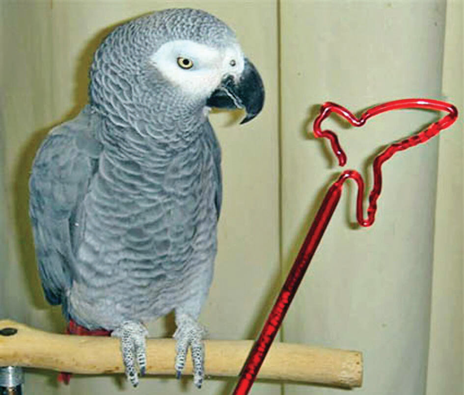 طوطیها پرحرفترین و گرانترین پرندگان جهان هستند | این طوطی ۱۷۰۰ کلمه را در مدت زمانی کوتاه آموخت | آشنایی با طوطی که به ۲۰ زبان دنیا حرف میزد