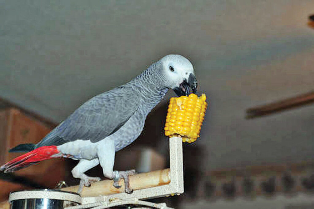 طوطیها پرحرفترین و گرانترین پرندگان جهان هستند | این طوطی ۱۷۰۰ کلمه را در مدت زمانی کوتاه آموخت | آشنایی با طوطی که به ۲۰ زبان دنیا حرف میزد