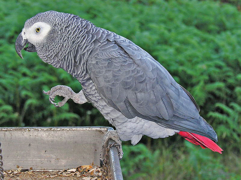 طوطیها پرحرفترین و گرانترین پرندگان جهان هستند | این طوطی ۱۷۰۰ کلمه را در مدت زمانی کوتاه آموخت | آشنایی با طوطی که به ۲۰ زبان دنیا حرف میزد
