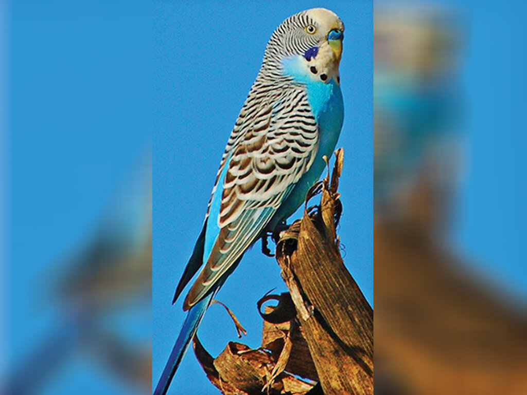 طوطیها پرحرفترین و گرانترین پرندگان جهان هستند | این طوطی ۱۷۰۰ کلمه را در مدت زمانی کوتاه آموخت | آشنایی با طوطی که به ۲۰ زبان دنیا حرف میزد