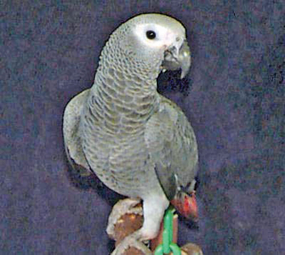 طوطیها پرحرفترین و گرانترین پرندگان جهان هستند | این طوطی ۱۷۰۰ کلمه را در مدت زمانی کوتاه آموخت | آشنایی با طوطی که به ۲۰ زبان دنیا حرف میزد