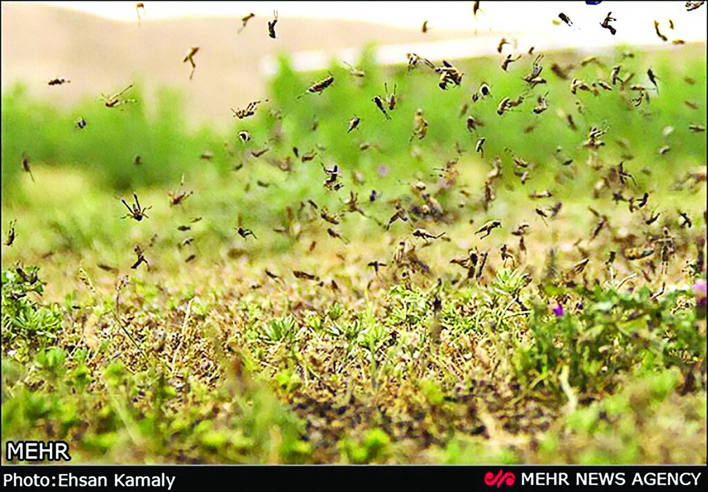 درباره باور نکردنیترین حملات حشــرات چه میدانید؟ ؛ از حشرات پولخوار تا حمله زنبورهای سرخ قاتل! | هجوم حشرات گاهی از هر اتفاق دیگری وحشتناک تر است