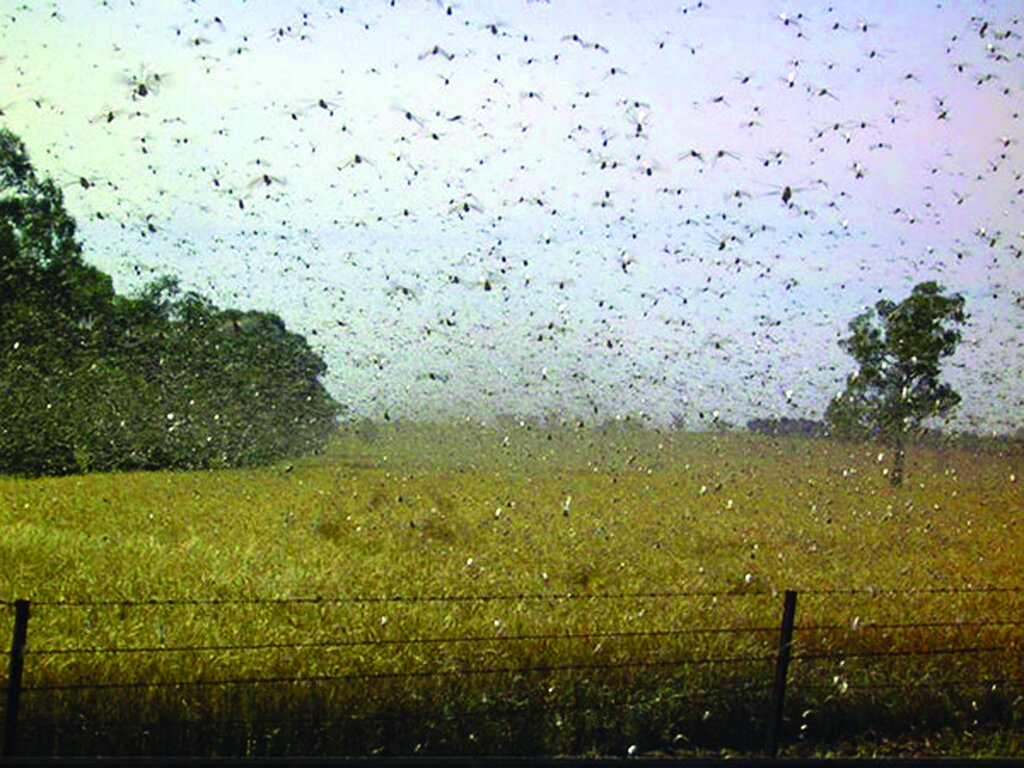 درباره باور نکردنی‌ترین حملات حشــرات چه می‌دانید؟ ؛ از حشرات پول‌خوار تا حمله زنبورهای سرخ قاتل! | هجوم حشرات گاهی از هر اتفاق دیگری وحشتناک تر است 
