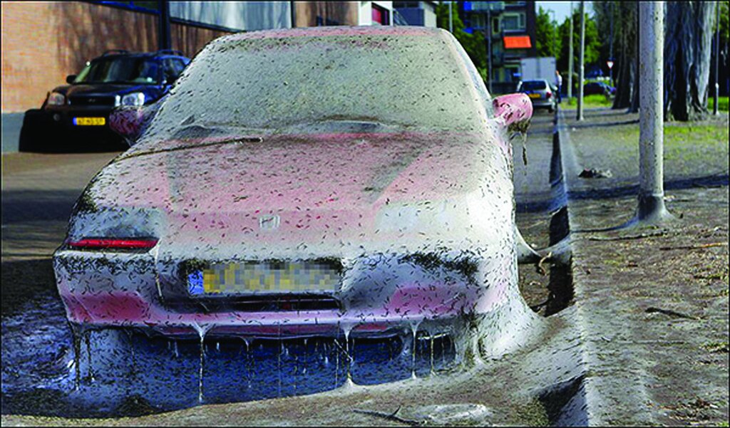 درباره باور نکردنیترین حملات حشــرات چه میدانید؟ ؛ از حشرات پولخوار تا حمله زنبورهای سرخ قاتل! | هجوم حشرات گاهی از هر اتفاق دیگری وحشتناک تر است