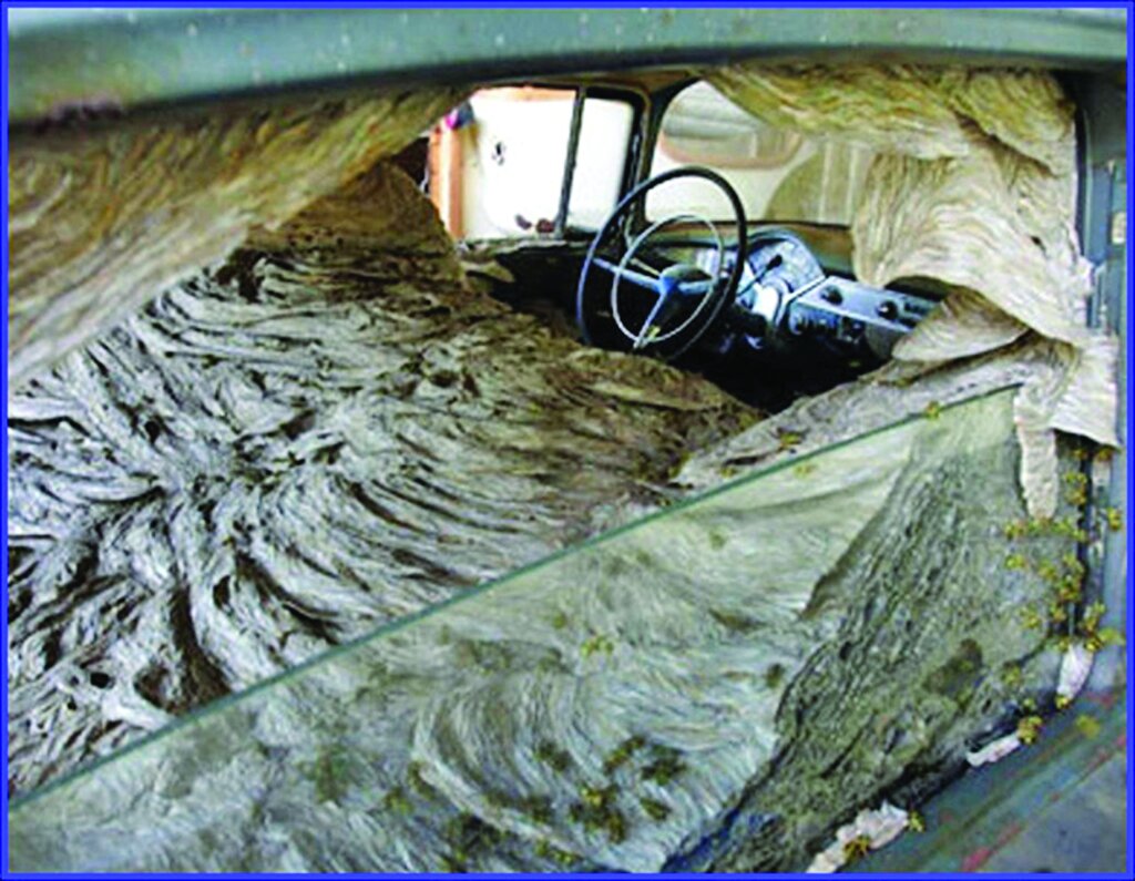 درباره باور نکردنیترین حملات حشــرات چه میدانید؟ ؛ از حشرات پولخوار تا حمله زنبورهای سرخ قاتل! | هجوم حشرات گاهی از هر اتفاق دیگری وحشتناک تر است