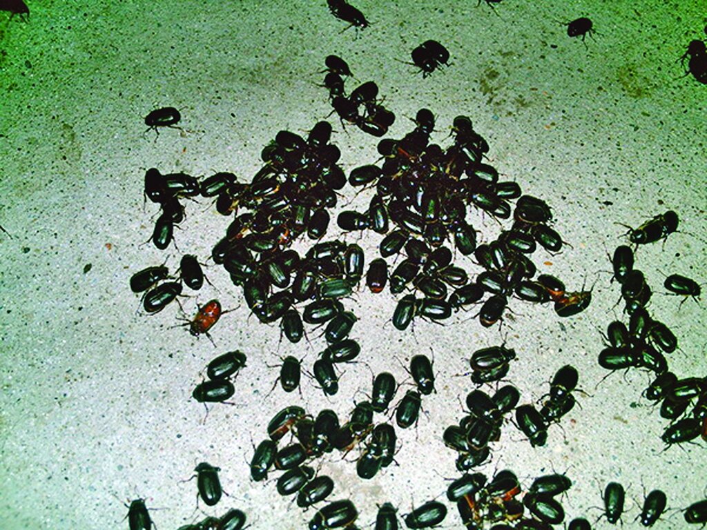 درباره باور نکردنیترین حملات حشــرات چه میدانید؟ ؛ از حشرات پولخوار تا حمله زنبورهای سرخ قاتل! | هجوم حشرات گاهی از هر اتفاق دیگری وحشتناک تر است