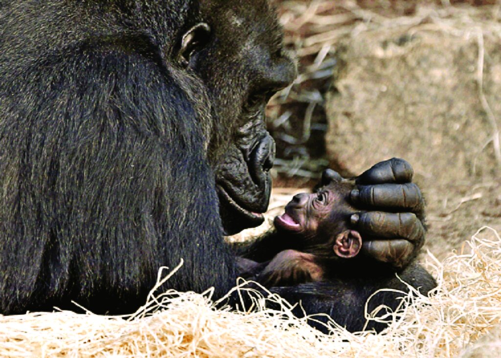 حیوانات فداکار