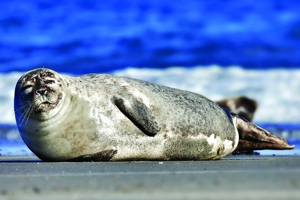 حیوانات فداکار