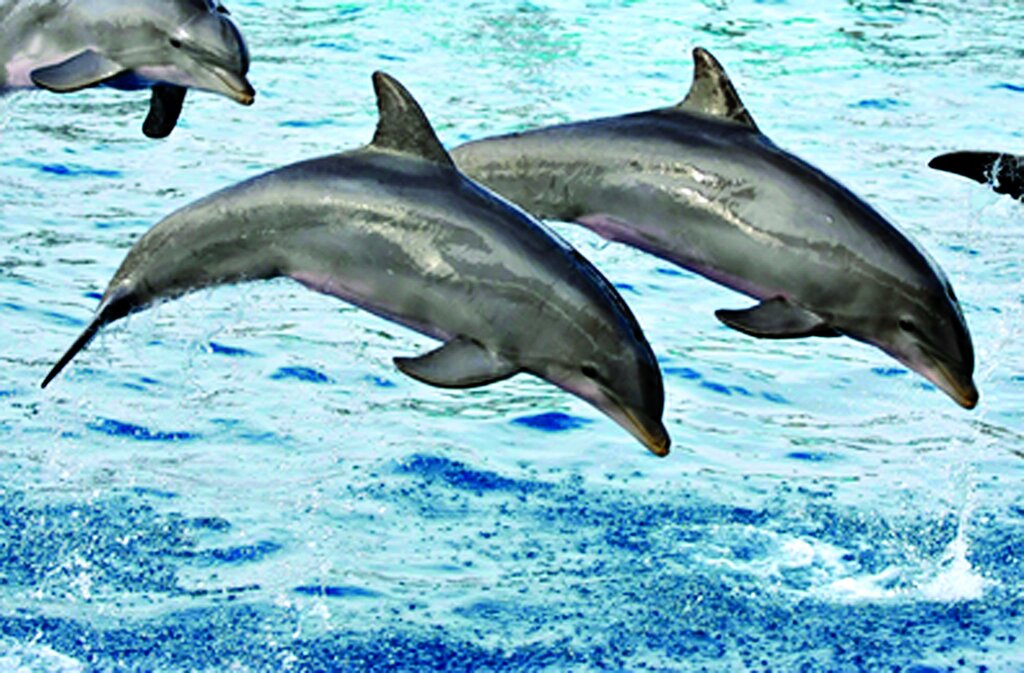 حیوانات فداکار