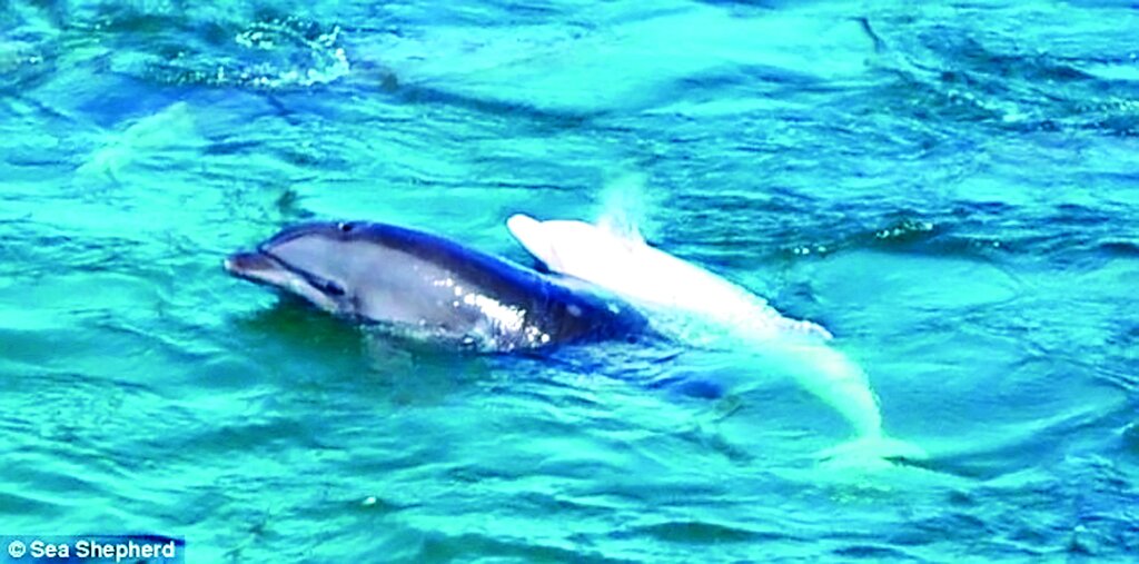 حیوانات فداکار