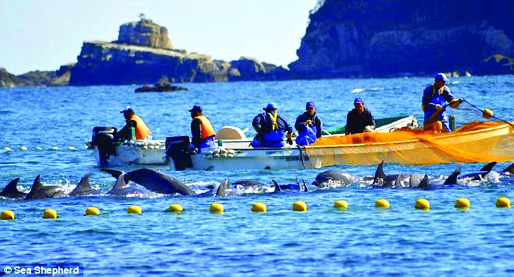 حیوانات فداکار