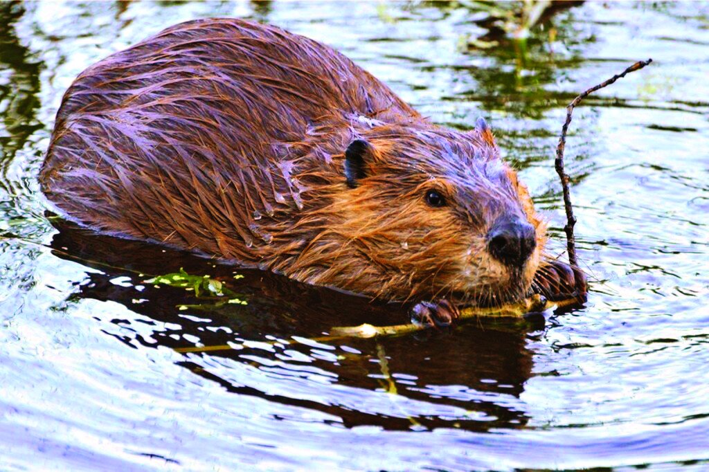 حیوانات فداکار