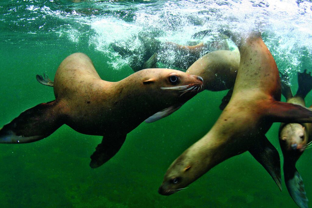 حیوانات فداکار