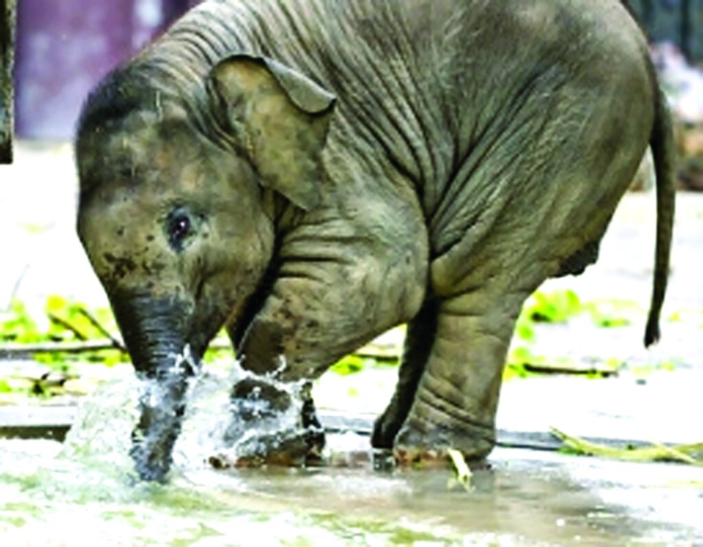 حیوانات فداکار