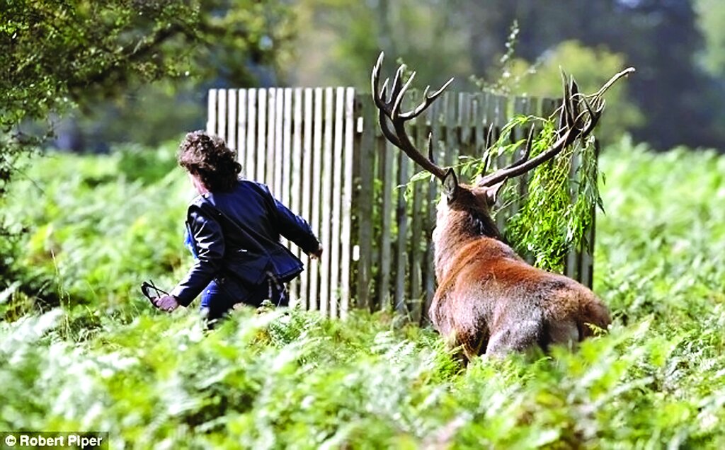 حیوانات فداکار