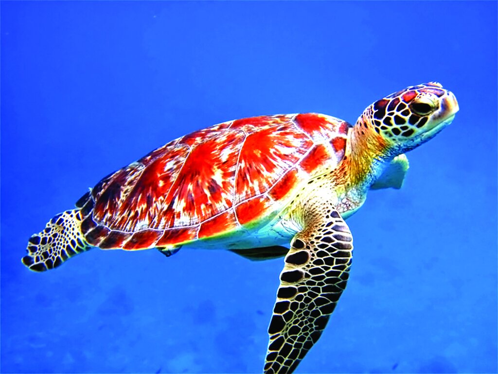 حیوانات فداکار