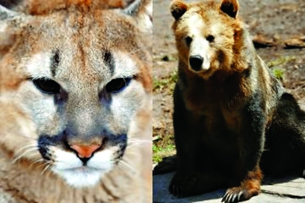 حیوانات فداکار